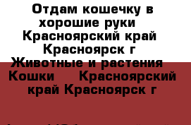 Отдам кошечку в хорошие руки - Красноярский край, Красноярск г. Животные и растения » Кошки   . Красноярский край,Красноярск г.